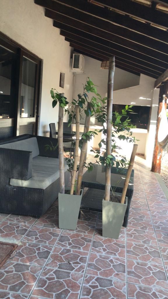 Rincón exterior del Estudio con plantas